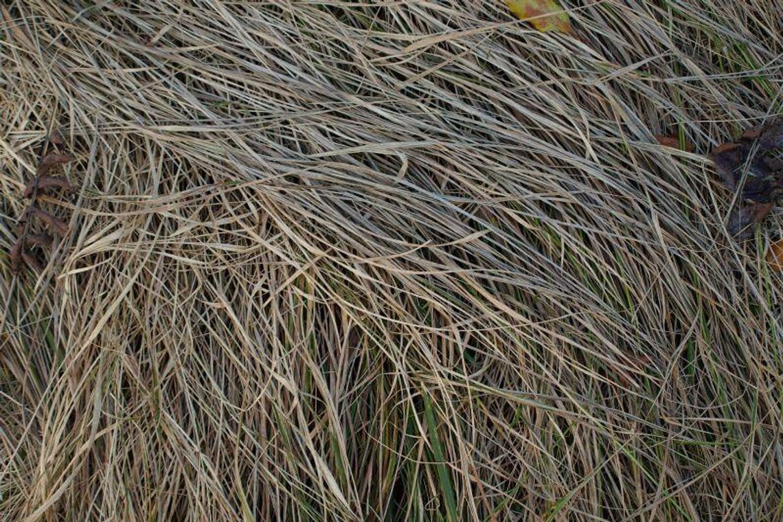 Susza przyniesie straty? Instytut w Puławach monitoruje sytuację Susza przyniesie straty? Instytut w Puławach monitoruje sytuację