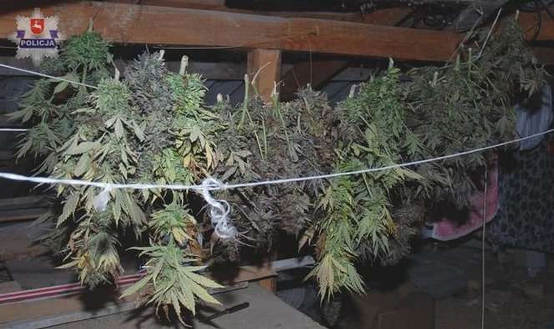 Suszarnia konopi indyjskich na strychu Suszarnia konopi indyjskich na strychu