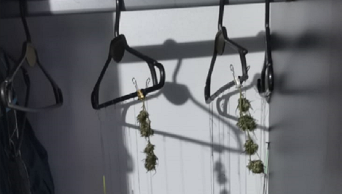 Suszarnia w pokoju 25-latka. Marihuana zamiast ubrań na wieszakach