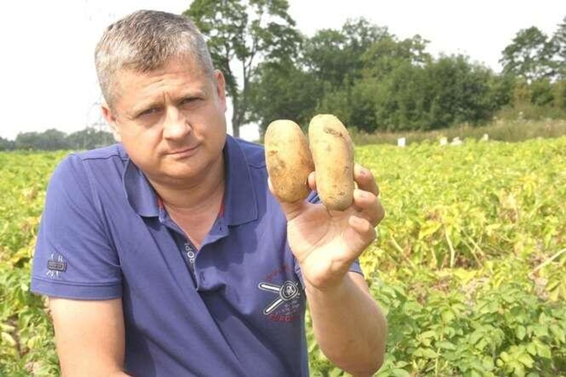 Świadome jedzenie ziemniaka. Z prostych składników wyżyny smaków