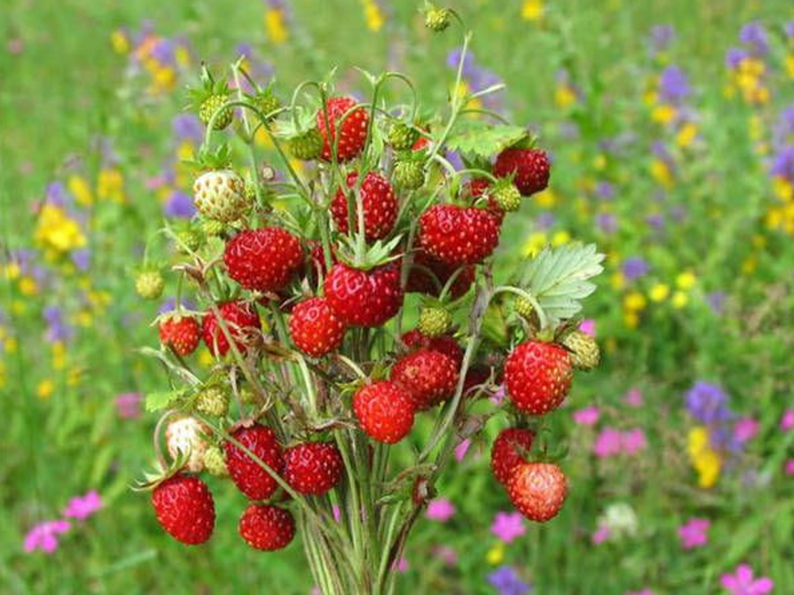 Świat sadzonek poziomek i truskawek