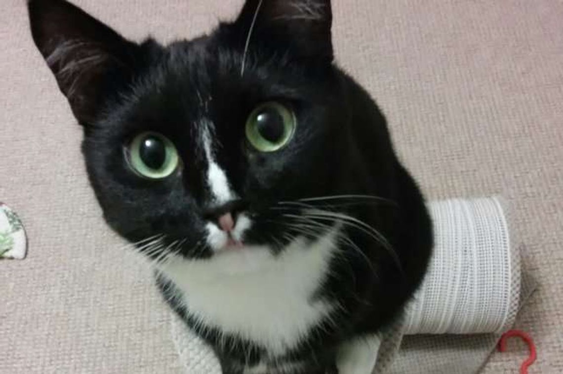 Światowy Dzień Kota 2017. Wyślij zdjęcie, wygraj voucher