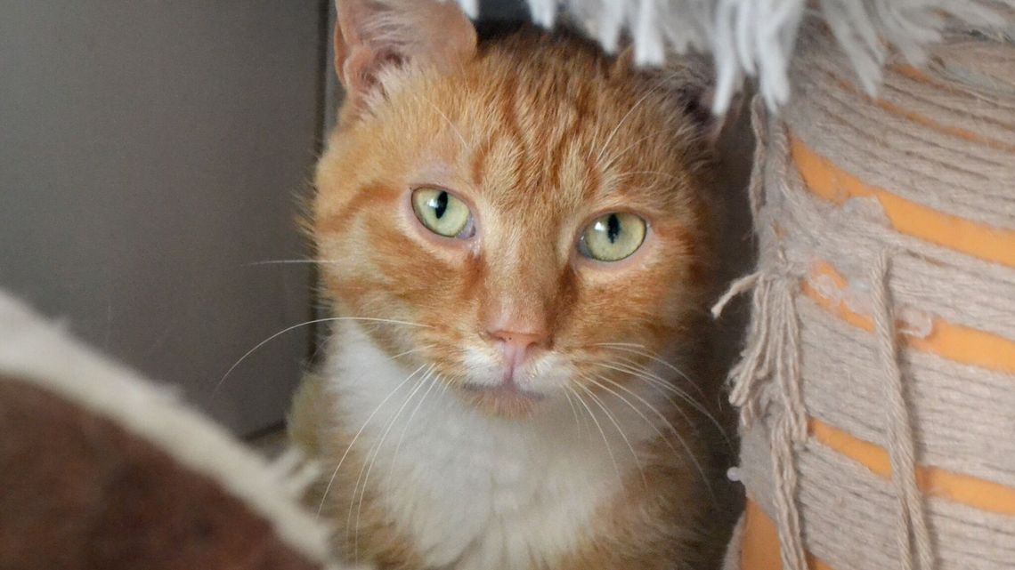 Światowy Dzień Kota w schronisku dla zwierząt. Nikifor już czeka