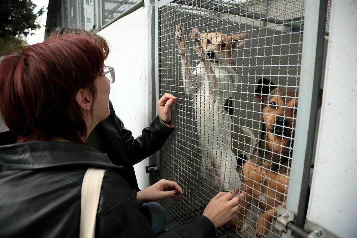 Światowy Dzień Zwierząt w schronisku