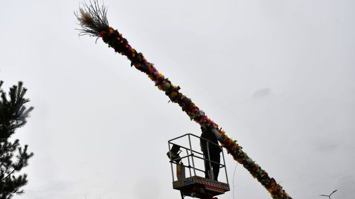 Świdnik gotowy na święta. Mieszkańcy zrobili 13-metrową palmę Świdnik gotowy na święta. Mieszkańcy zrobili 13-metrową palmę