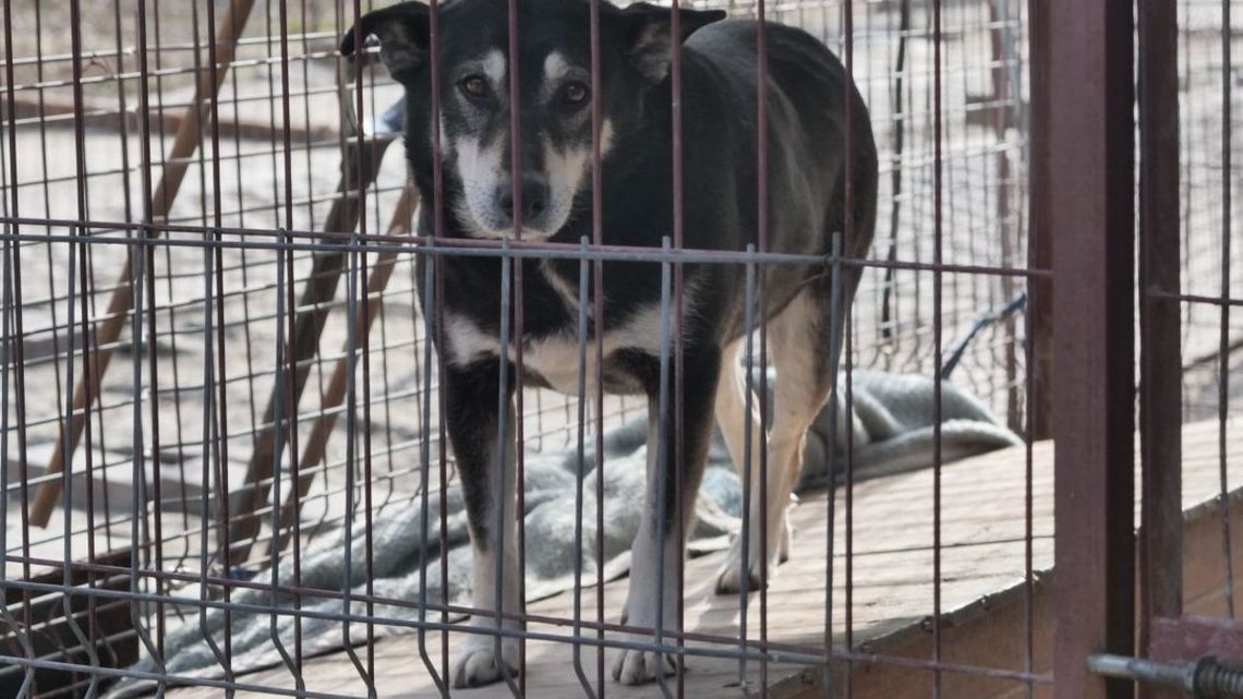 Świdnik: Impreza na rzecz likwidowanego Schroniska dla Bezdomnych Zwierząt w Krzesimowie