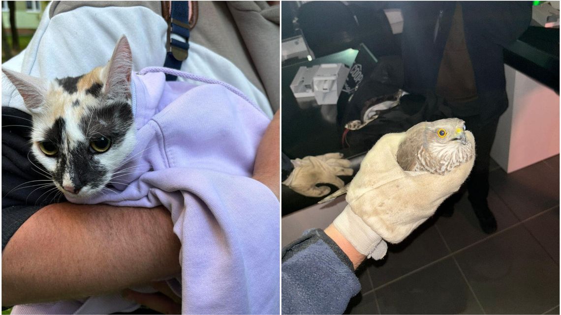 Świdnik. Jak trzeba to i życie uratują