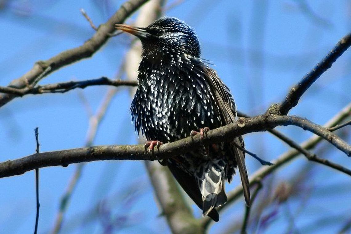 Świdnik ma problem z ptasimi odchodami