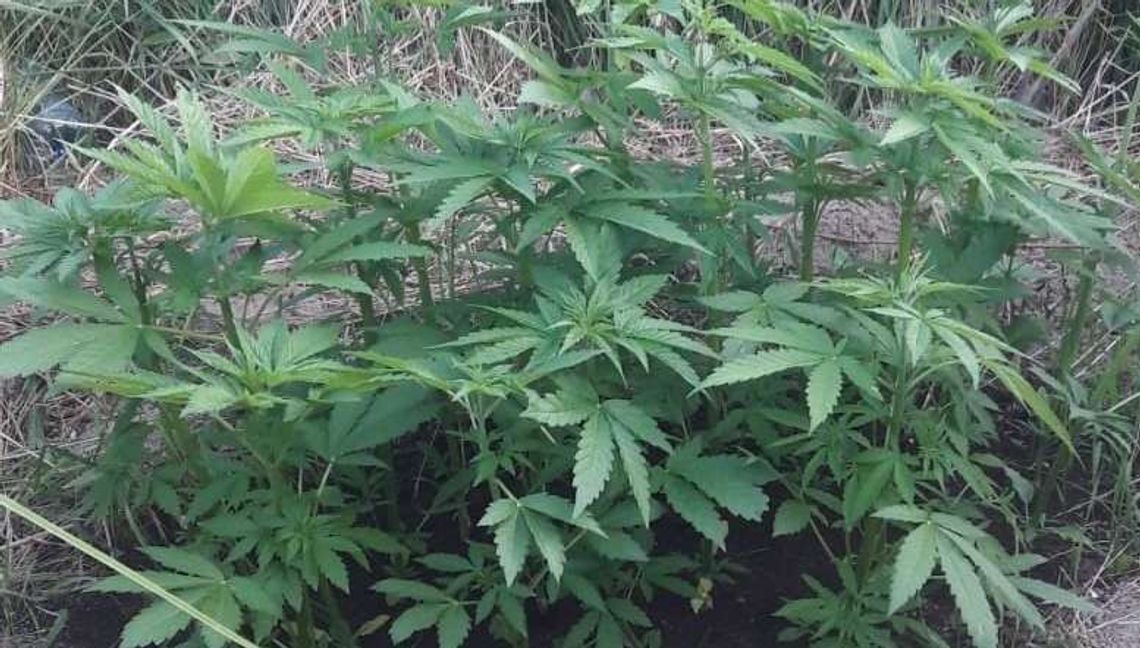 Świdnik: Plantacja konopi indyjskich na działce, dwie osoby aresztowane