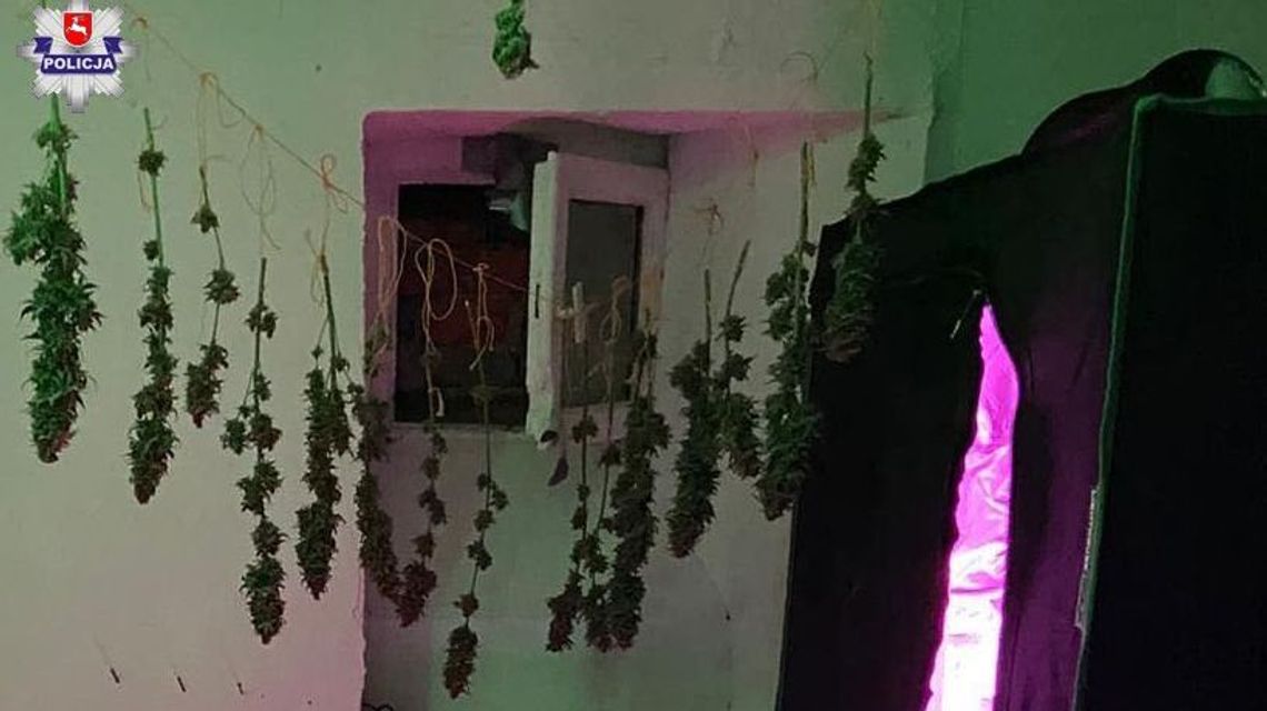 Świdnik. Urządził sobie suszarnie marihuany. Rozwiesił krzaki jak pranie