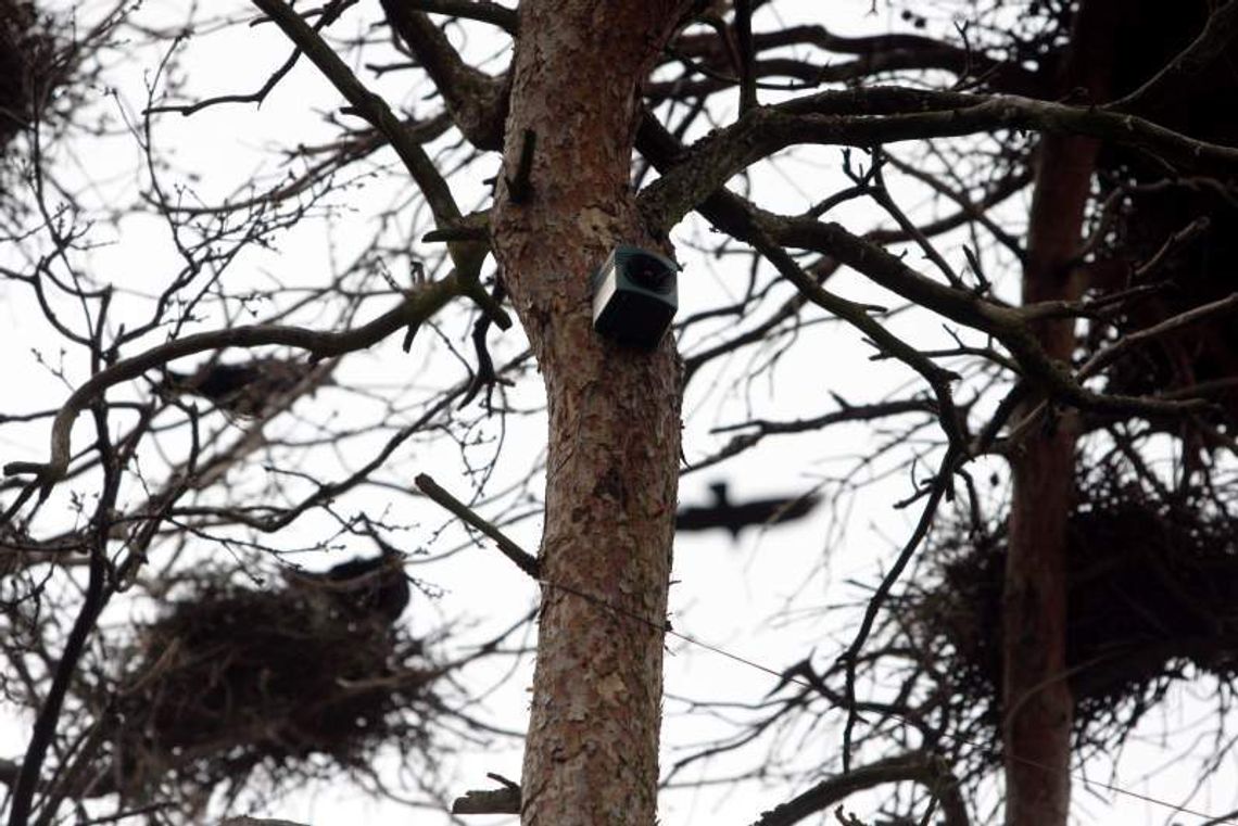 Świdnik znalazł sposób na gawrony. Inny niż Lublin (wideo)