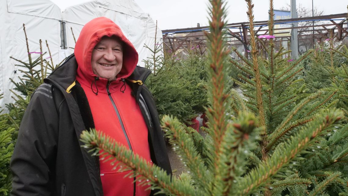 Świerk ma być w tym roku królem rozdania. Sprawdzamy ceny choinek w Lublinie Świerk ma być w tym roku królem rozdania. Sprawdzamy ceny choinek w Lublinie