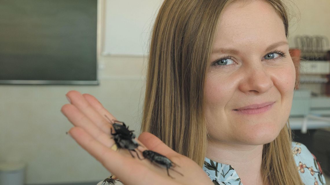 Świerszcze jeść na ciepło czy na zimo? Owady zapraszają do stołu