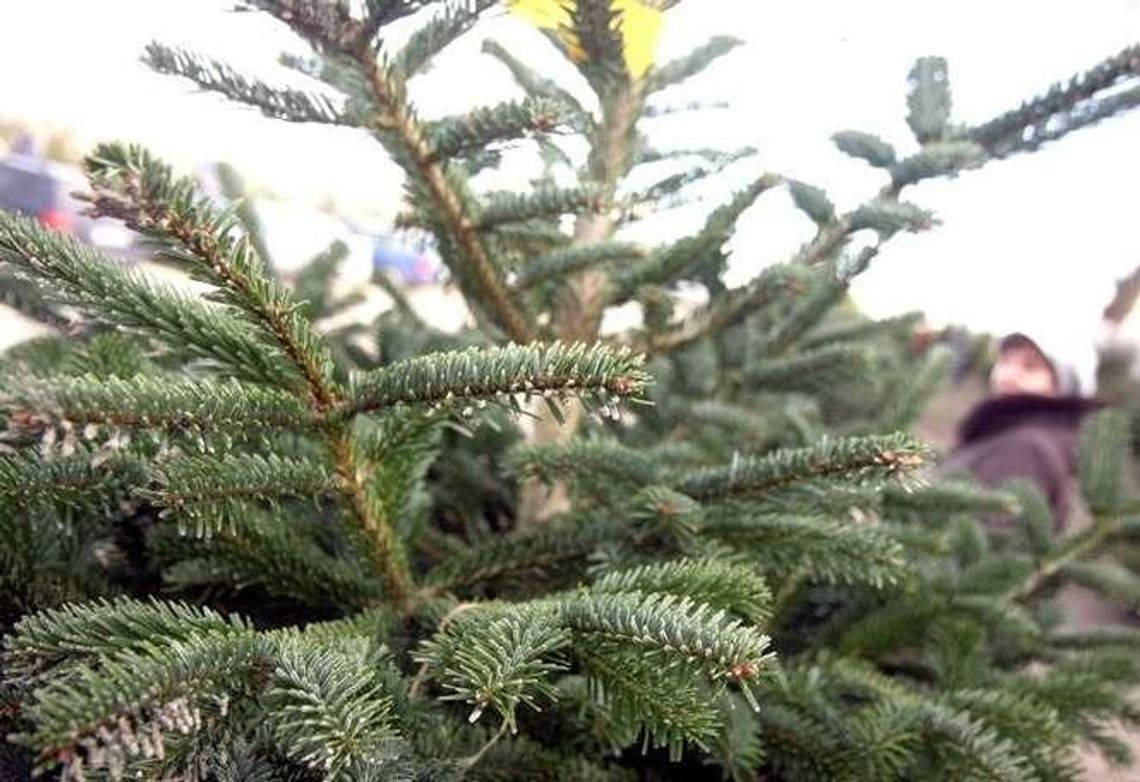 Święta, święta i do sklepu. Ile wydamy na świąteczne zakupy?