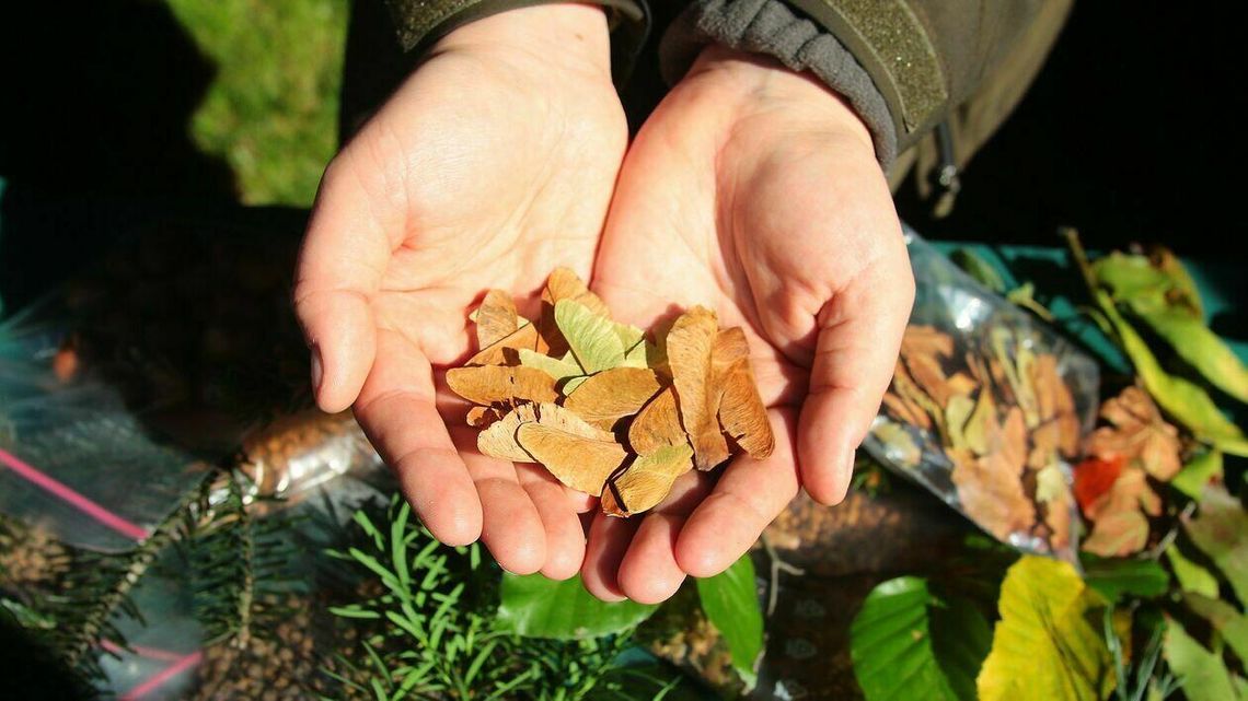 Święto Drzewa w Ogrodzie Botanicznym Święto Drzewa w Ogrodzie Botanicznym