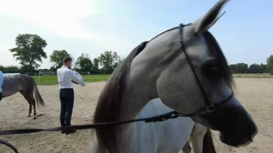 Święto konia arabskiego w Janowie Podlaskim. Niedziela dniem aukcji arabów