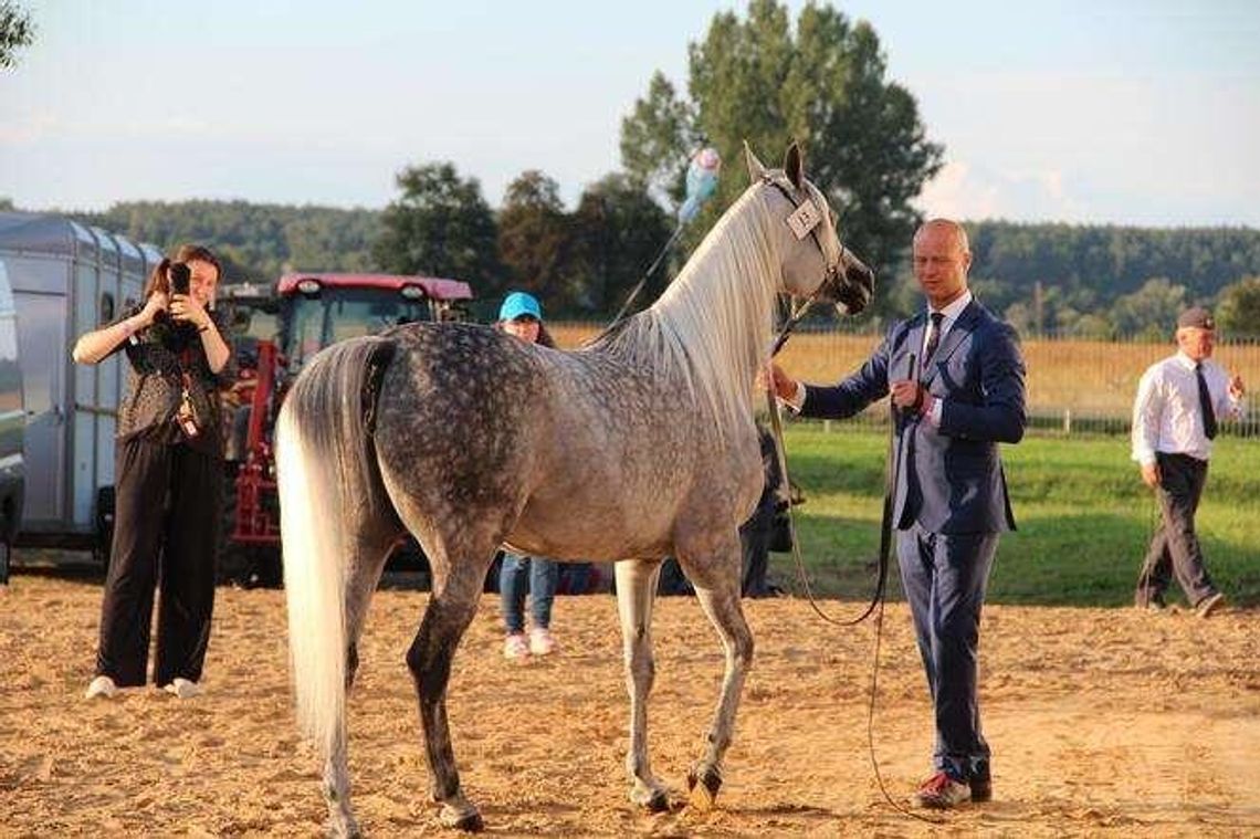 Święto Konia Arabskiego w Janowie pomogą zorganizować Targi Poznańskie