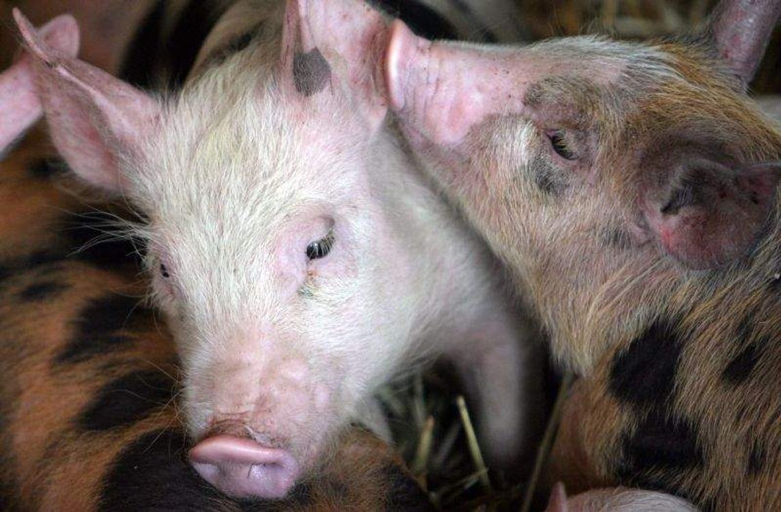 Świnie sprzedane. Rolnicy mieli czas do wczoraj Świnie sprzedane. Rolnicy mieli czas do wczoraj