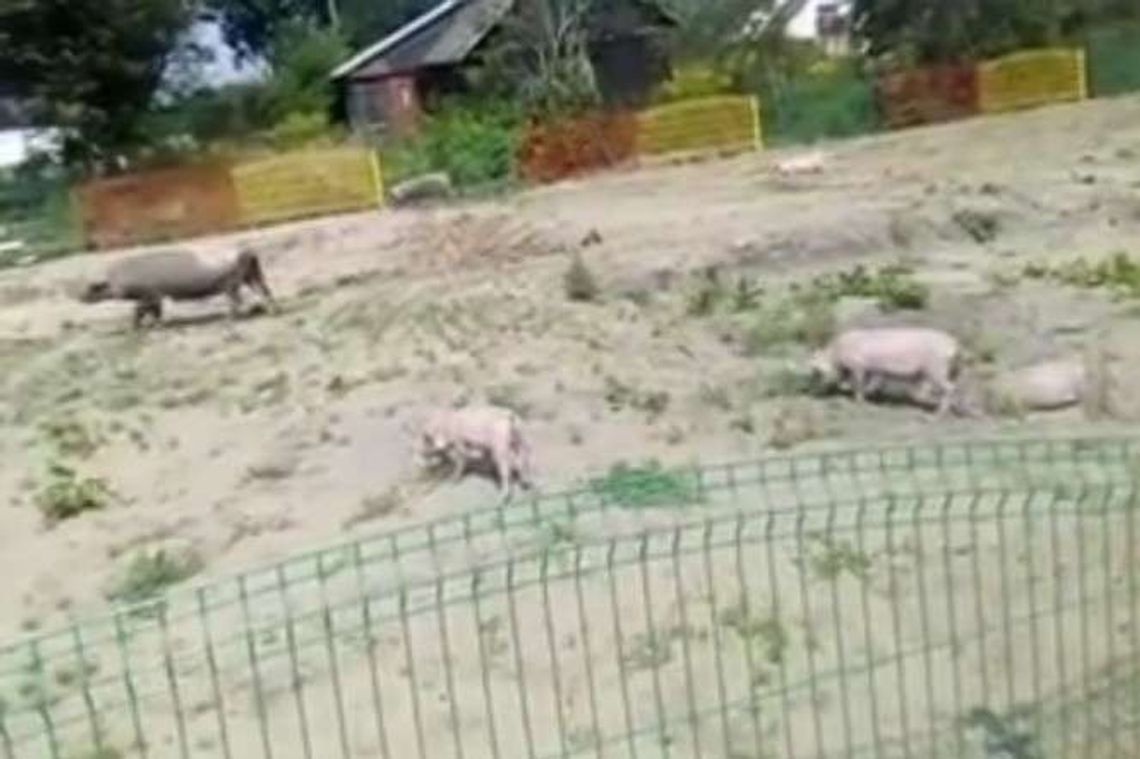 Świnie uciekły od pijanego właściciela. Biegały po placu zabaw, spacerowały po mieście [wideo]