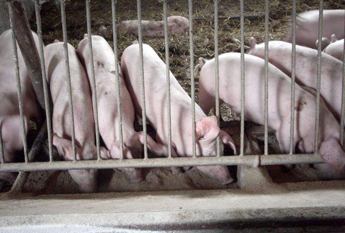 Świnie uziemione, hodowcy załamani. "Mamy wypuścić je do lasu"?