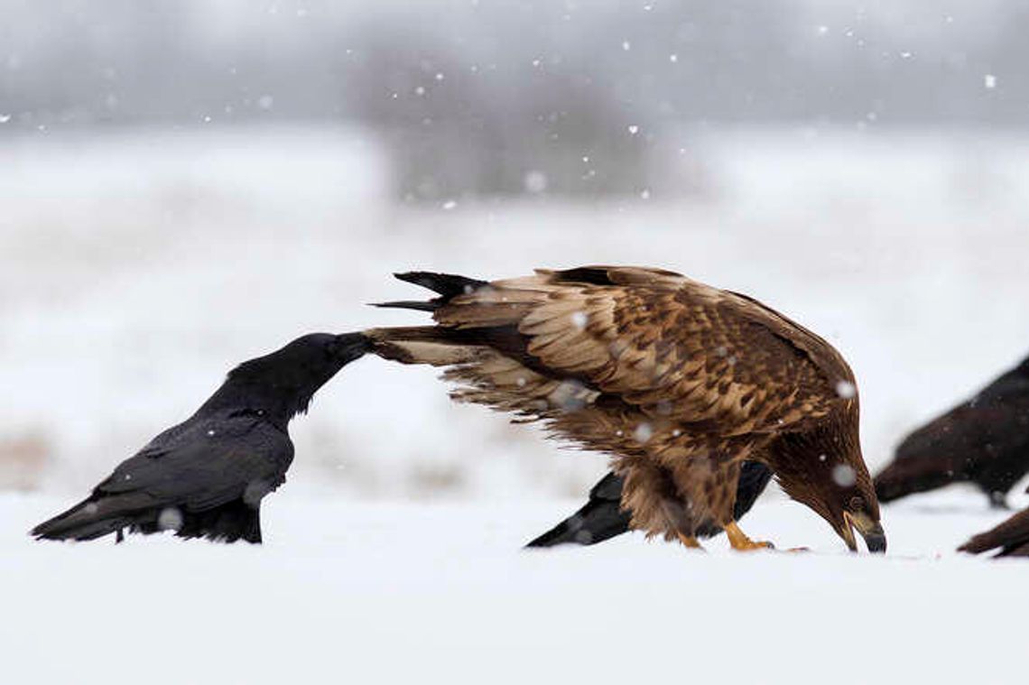 Swoje trzeba w błocie wyleżeć. Rozmowa z Grzegorzem Sierockim, fotografem przyrody z Puław