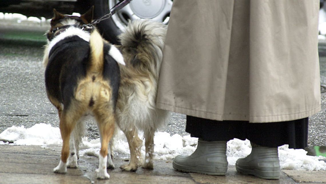 Sylwestrowe fajerwerki. Jak przygotować zwierzęta na huki? Sylwestrowe fajerwerki. Jak przygotować zwierzęta na huki?