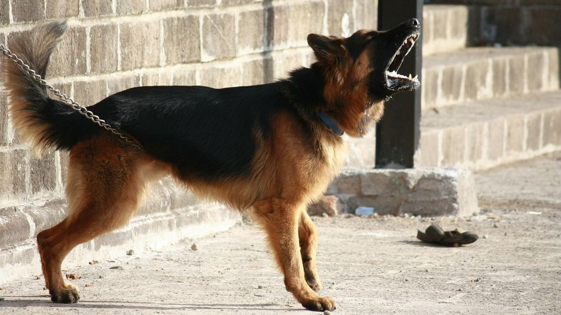 Syn nie upilnował psów, a te zagryzły jego matkę. Czy mężczyzna trafi za kratki? Syn nie upilnował psów, a te zagryzły jego matkę. Czy mężczyzna trafi za kratki?