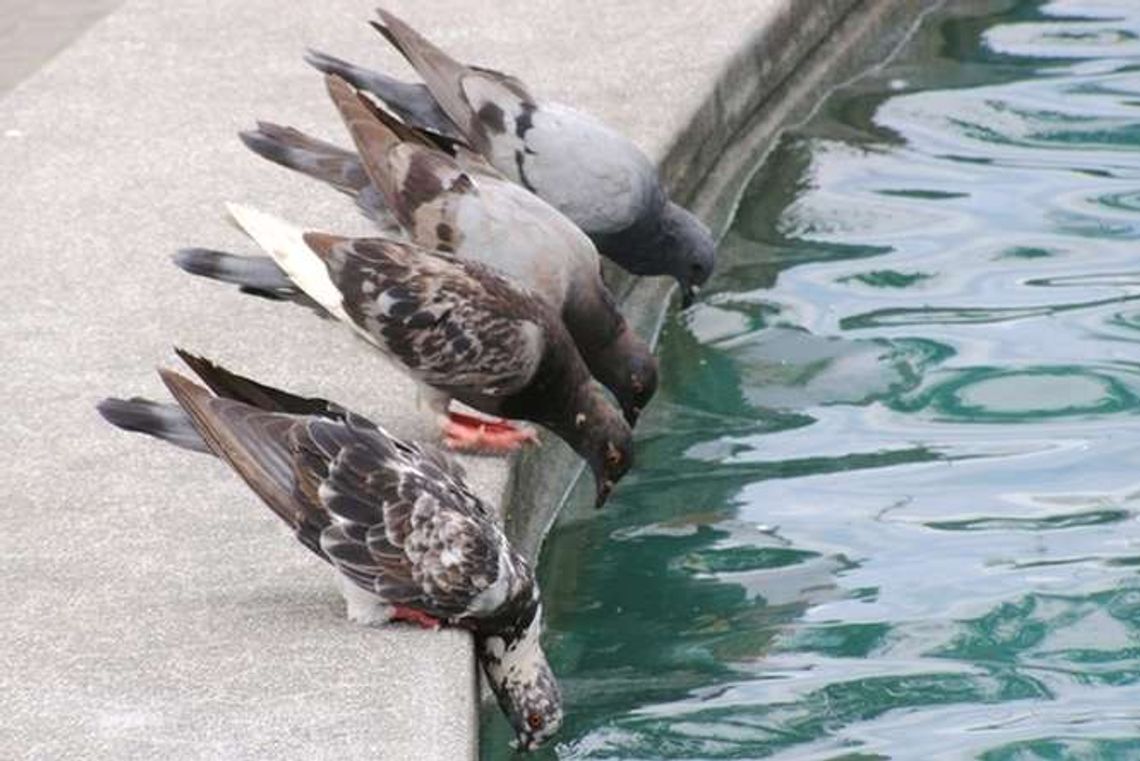 Synoptycy ostrzegają przed upałami