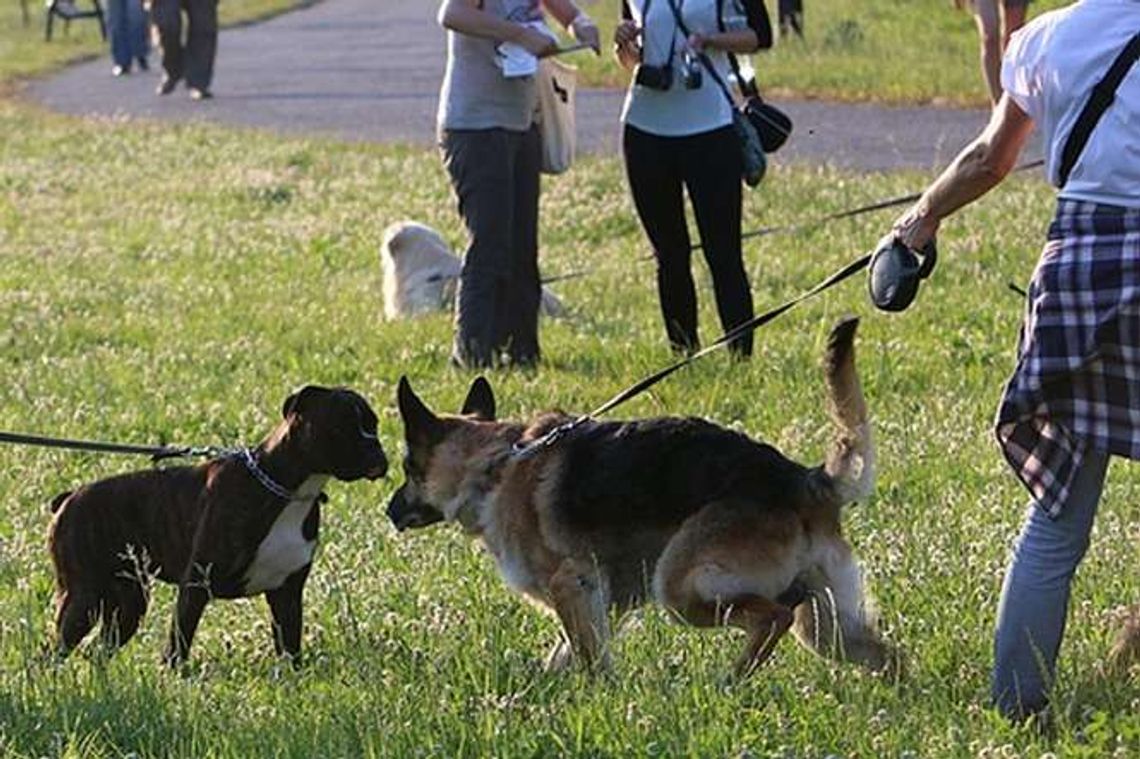Sypią się mandaty za niesprzątanie po psach. Czytelniczka: To łowy Sypią się mandaty za niesprzątanie po psach. Czytelniczka: To łowy