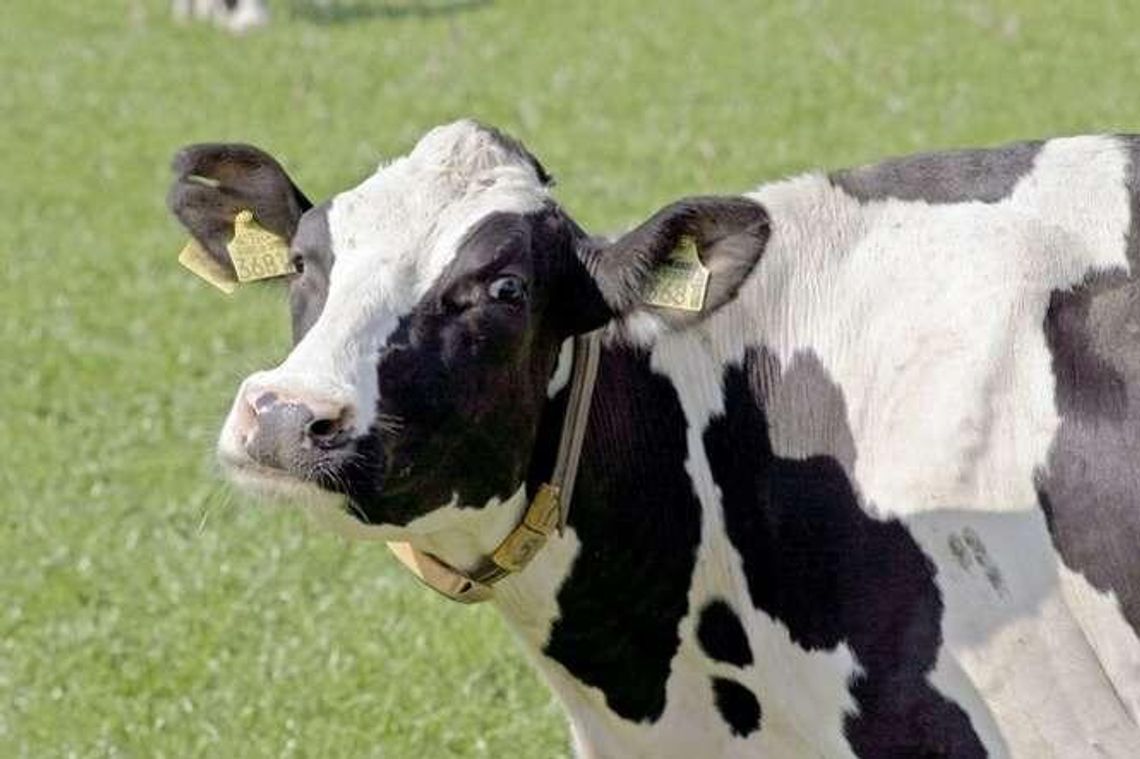 Sypną groszem mleczarzom. Wkrótce nabór wniosków