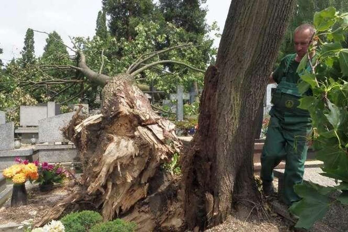 Szacowanie strat na cmentarzu przy ul. Lipowej. Co z najcenniejszymi pomnikami? Szacowanie strat na cmentarzu przy ul. Lipowej. Co z najcenniejszymi pomnikami?