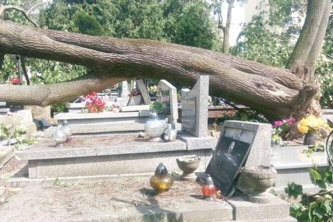 Szacowanie strat po burzy w Lublinie. Miasto straciło ponad 400 drzew, w tym pomnik przyrody