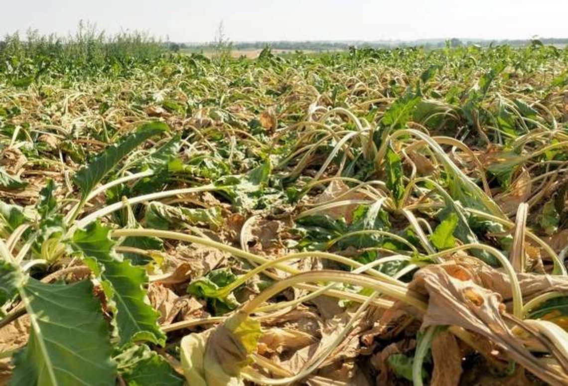 Szacują straty po suszy. Pomoc jednak dla niewielu rolników