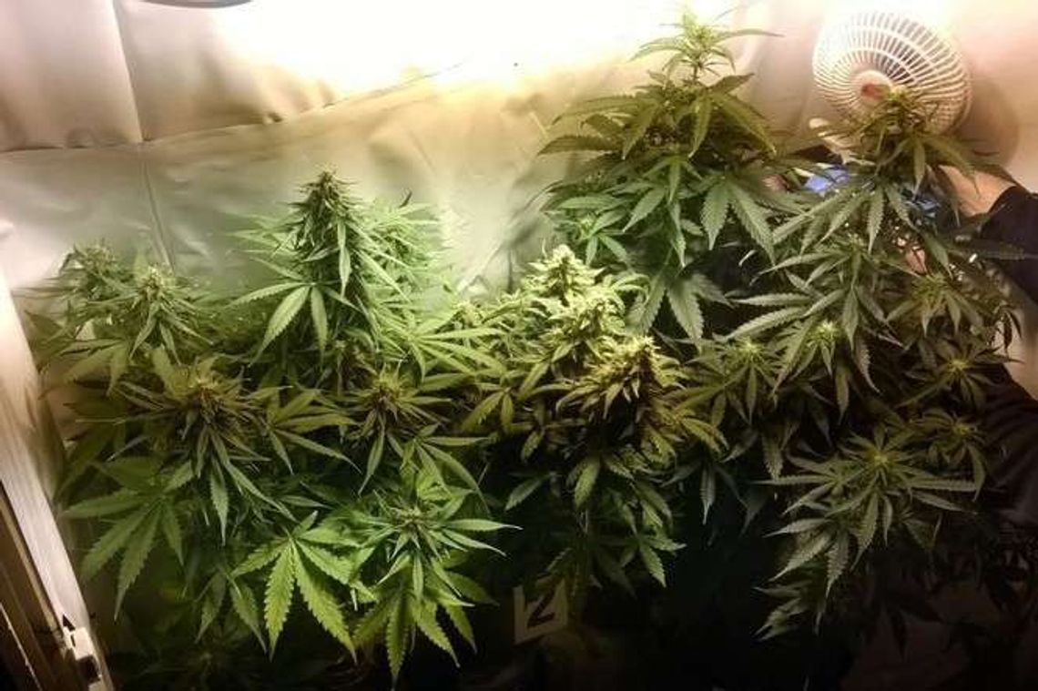 Szafa z niespodzianką. W środku rosły krzaki konopi indyjskich