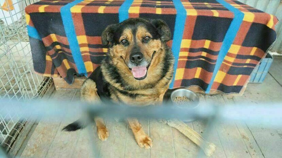 Szare, bure i pstrokate. Ale wszystkie kochane. Kundelki będą świętować swój dzień