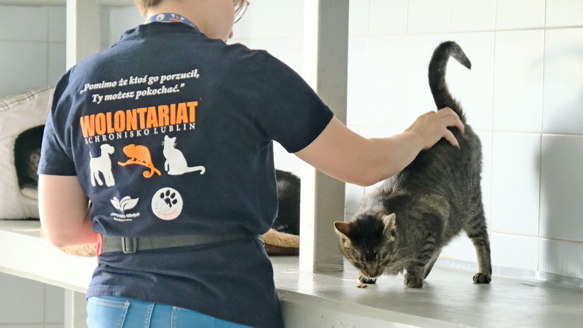 Szare, bure i pstrokate. Koci herosi z lubelskiego schroniska szukają kochających domów