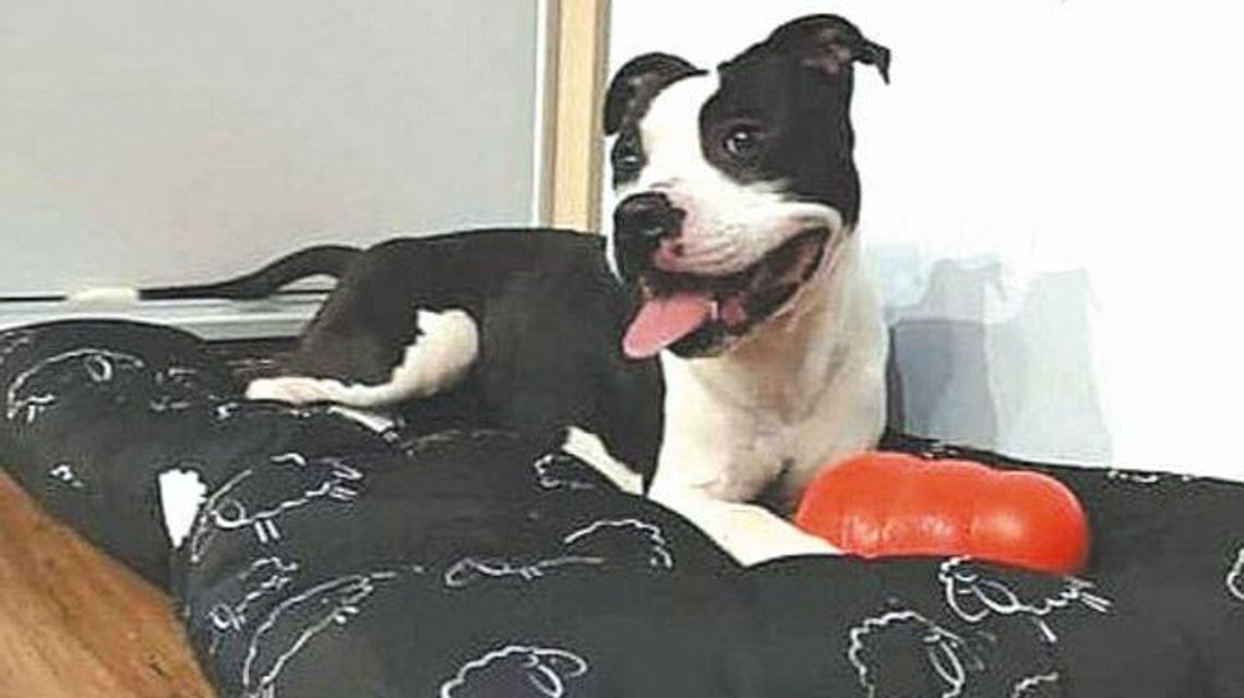 Szatan to dziś Bigi i czeka na nowy dom. Za nim wstrząsająca przeszłość Szatan to dziś Bigi i czeka na nowy dom. Za nim wstrząsająca przeszłość