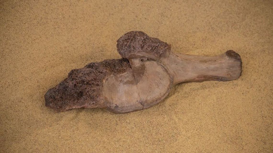 Szczątki kolejnego słonia leśnego odnalezione na budowie metra w Warszawie