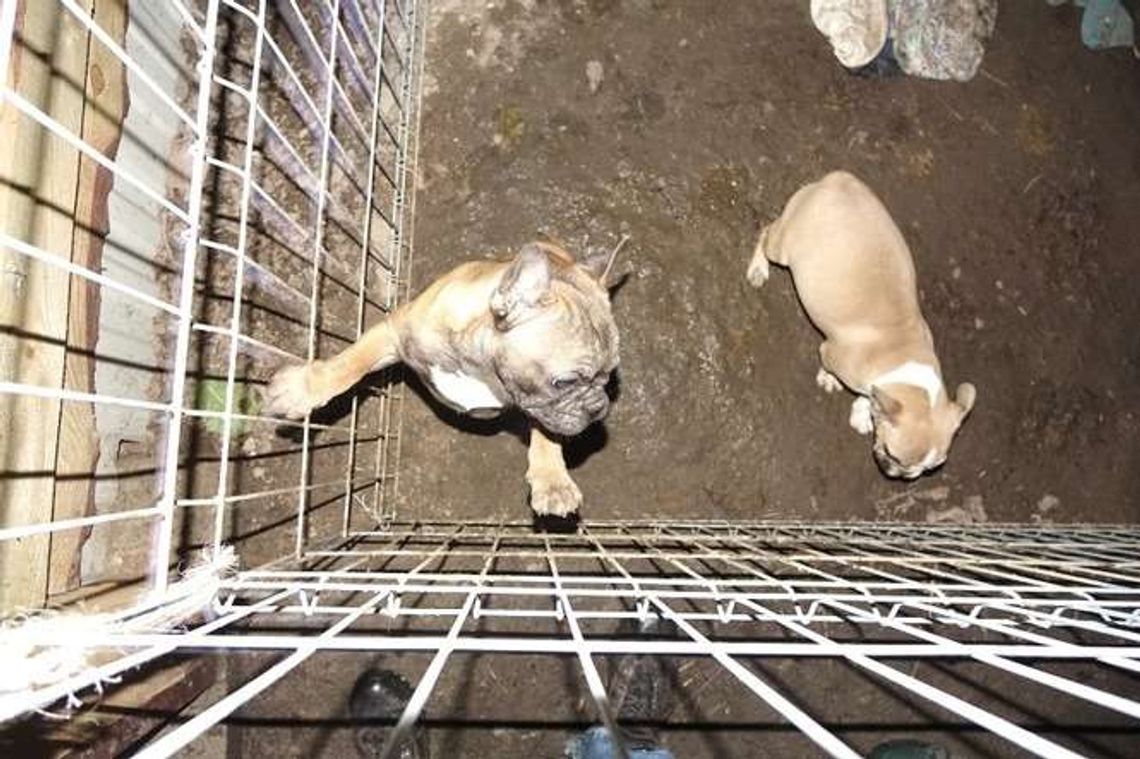 Szczeniaki były zarobaczone, nieleczone, bez szczepień. Pogotowie dla Zwierząt odebrało psy