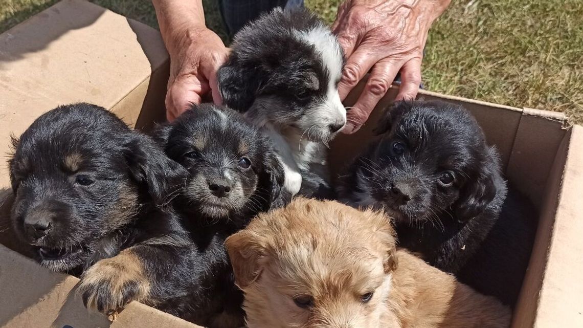 Szczeniaki w worku porzucone na pewną śmierć