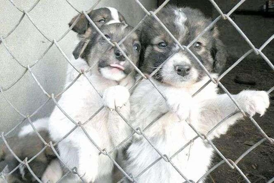 Szczeniaki z Kurowa już w nowych domach