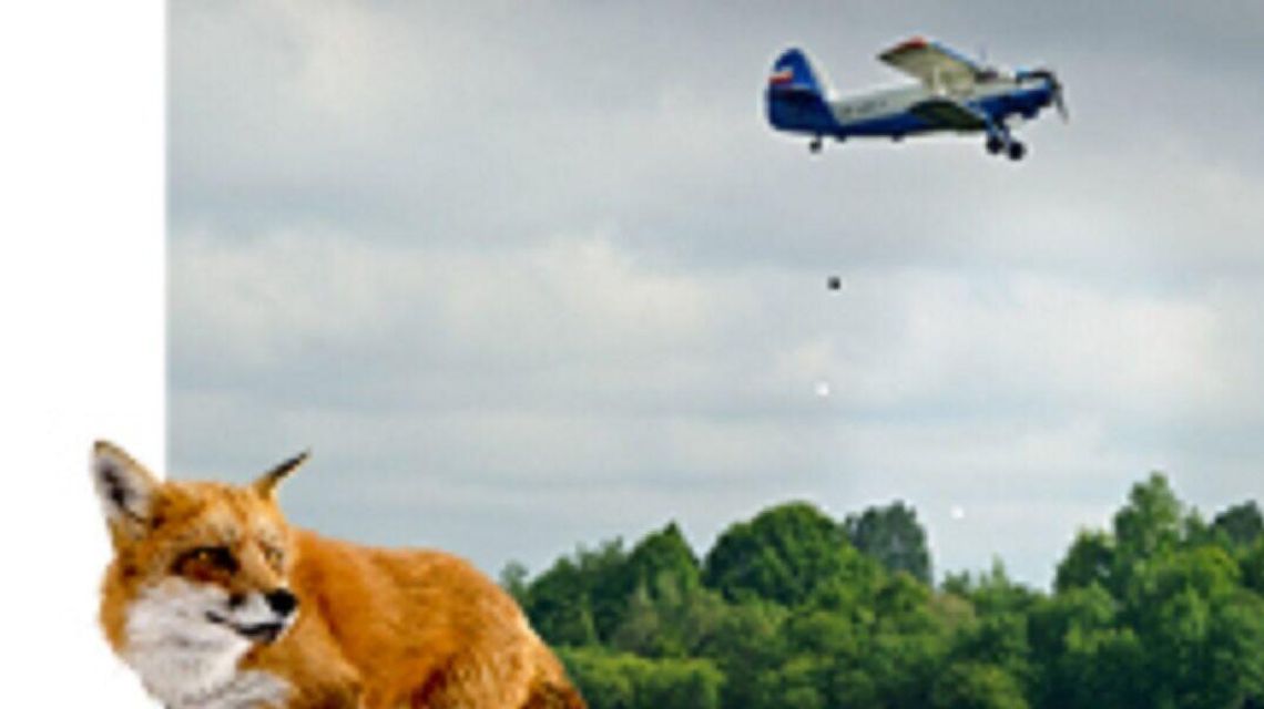 Szczepienie lisów przeciw wściekliźnie. Ponad 700 tys. dawek spadnie z nieba