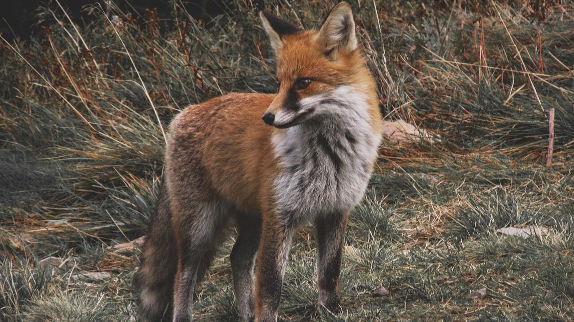 Szczepionka poleci z nieba. Nie dotykać, uważać na psy