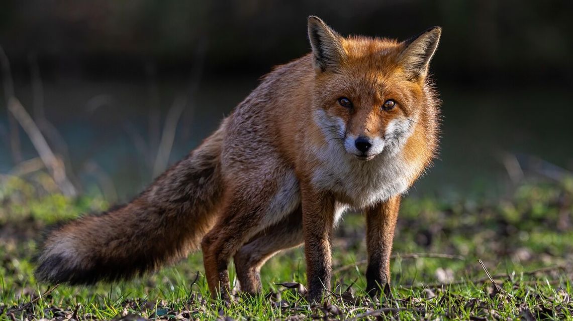 Szczepionka spada z nieba. Nie dotykać, omijać szerokim łukiem