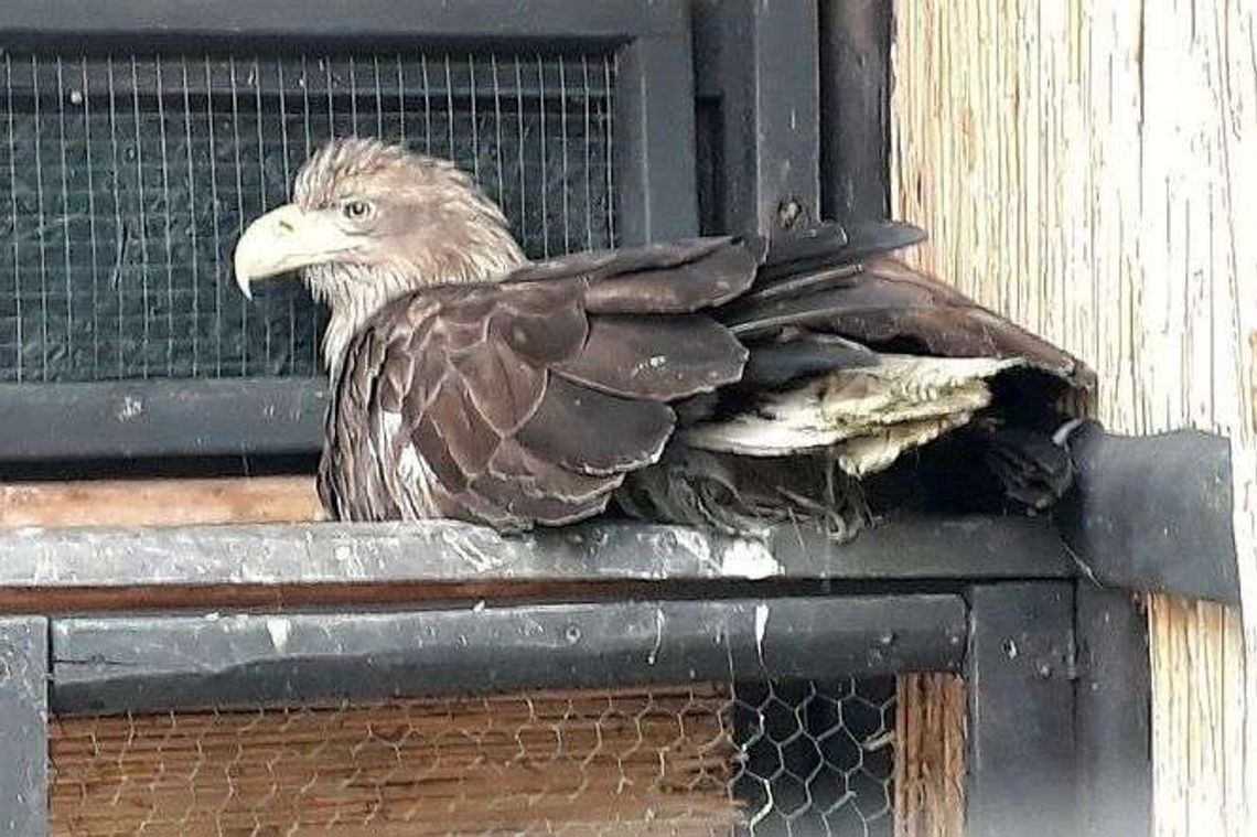 Szczęśliwe zakończenie. Pani bielikowa także zdrowieje i wróci pod skrzydła męża