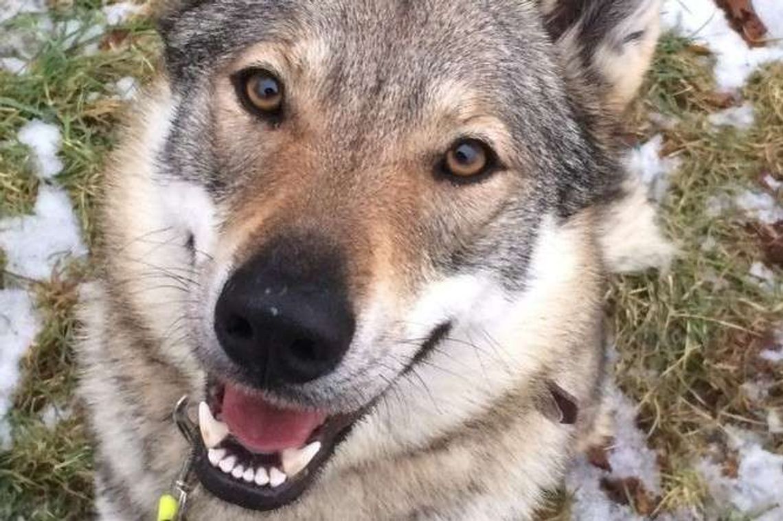 Szczęśliwy finał historii "wilka znad Zalewu Zemborzyckiego". Fifty pokonała kilkaset kilometrów