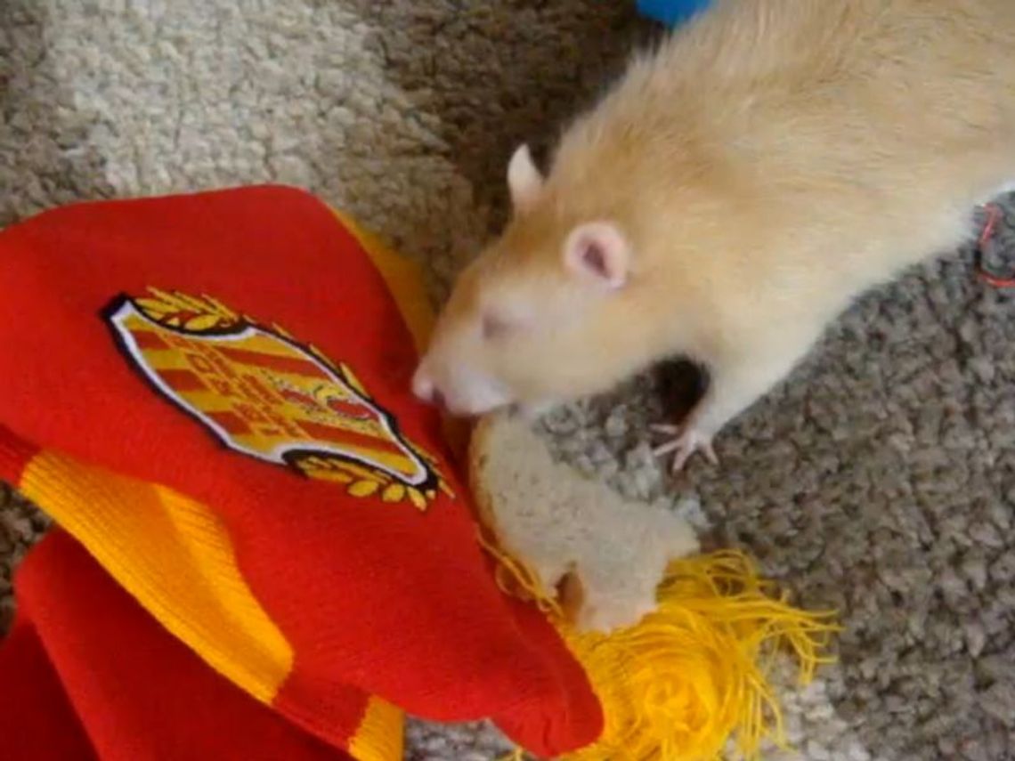 Szczur Roman z Krasnobrodu typuje wyniki meczów 