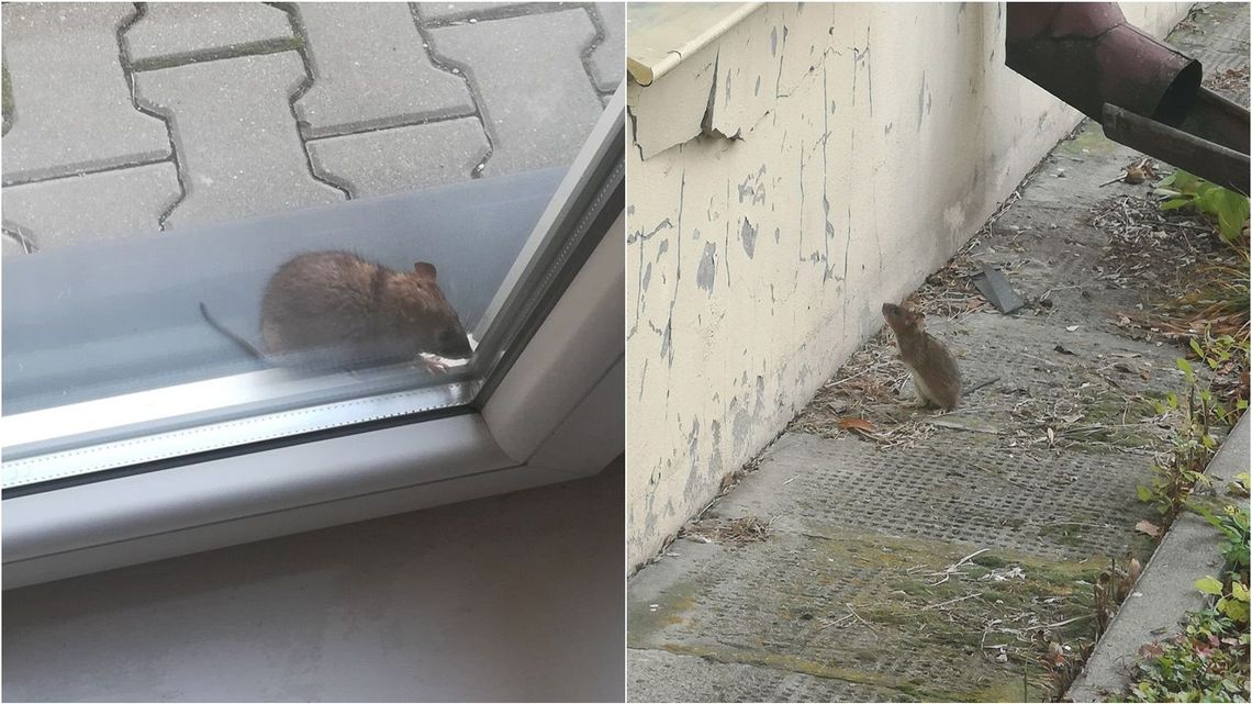 Szczury wchodzą nawet oknami. Lublin ma coraz większy problem z gryzoniami, częściowo winni sami mieszkańcy