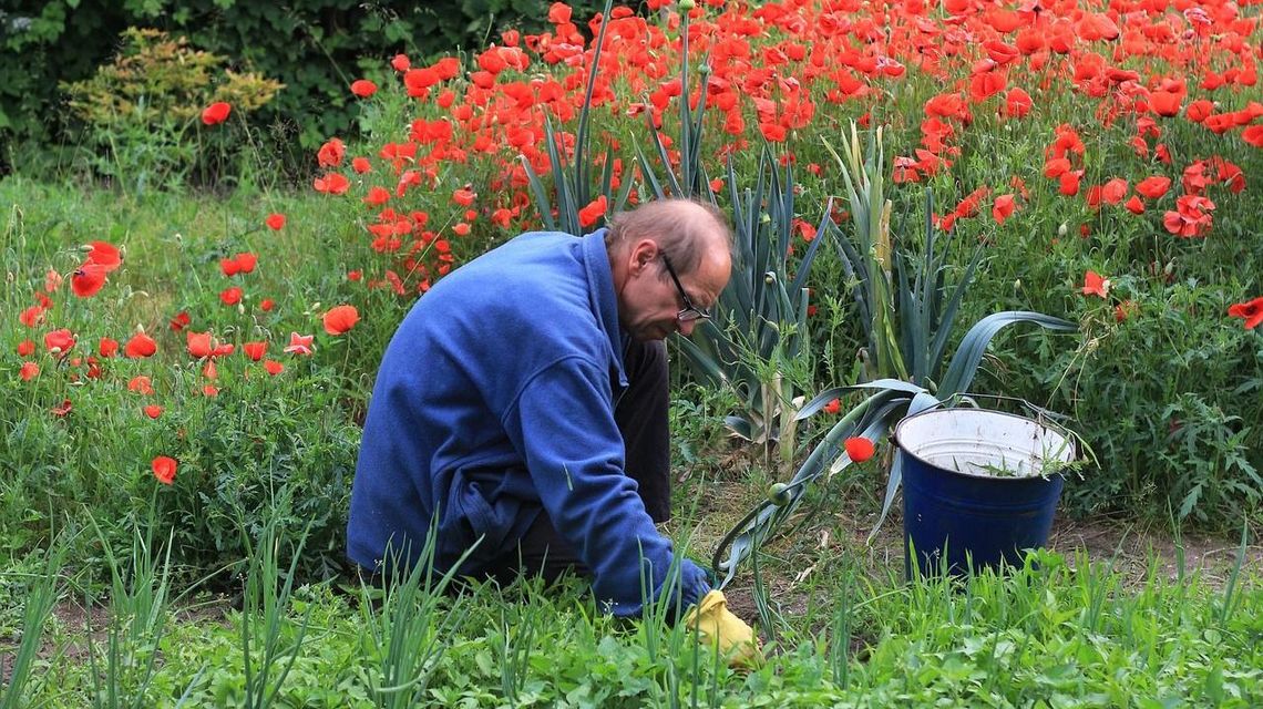 Szczypiorek z własnego (miejskiego) ogródka
