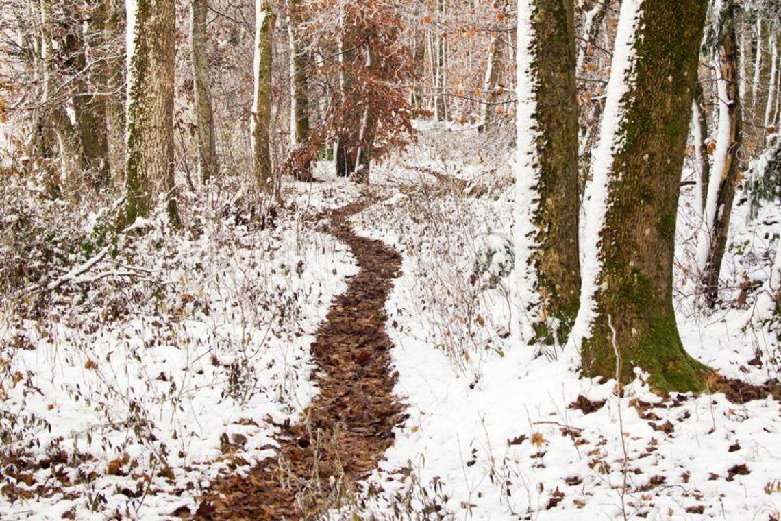 Szedł przez las na skróty, omal nie zamarzł